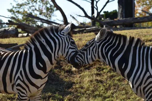 Kaszinó Hot Line Támogatás